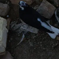شازده نر معرکه