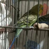 ۲تا مرغ عشق و۲ تا عروس هلندی شهرستان لالی