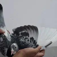نر بدرنگ پلنگ