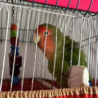 طوطی برزیلی نر ۱ساله