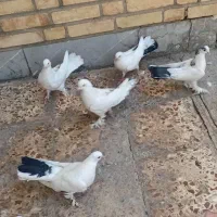 ۵ عدد کبوتر( دو تا بچه سه تا بالغ)