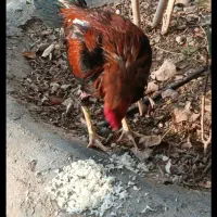 خروس لاری اصل