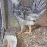 نیمچه طوسی گلین