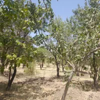 فروش-باغ