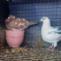 کبوتر کفتر