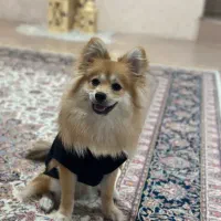 سگ پامر