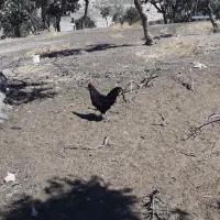 ۲عدد خروس جوان