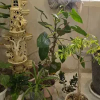 اب نما . گل و گیاه