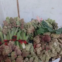 ریواس|گل و گیاه طبیعی|تهران, ونک|دیوار