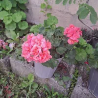 گل شمعدانی|گل و گیاه طبیعی|حویق, |دیوار