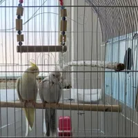 عروس هلندی نر البینو