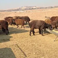 نیازمند چوپان