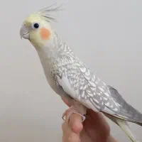 عروس هلندی ماده مست فول رام