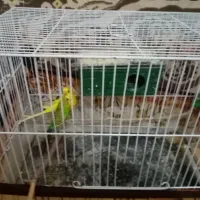 یک جفت مرغ عشق مولدباقفس