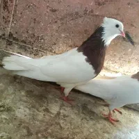 طوقی|پرنده|چگنی, |دیوار