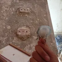 مرغ عشق