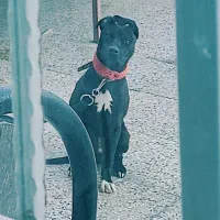 سگ پیتبول یک ساله