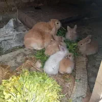 بچه خرگوش لپ