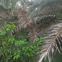 باغ-فروشی-شهداد-180-قصب