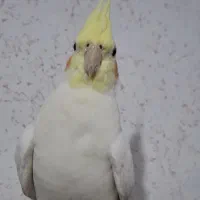 عروس هلندی ماده