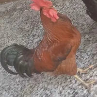 مرغ و خروس محلی