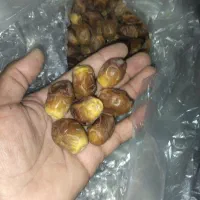 قصب