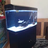 اکواریوم شیشه خم خارجی