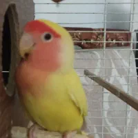 طوطی برزیلی ماده مولد بچه دوست