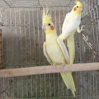 عروس هلندی مولد