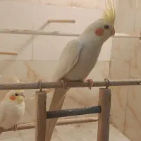 یک جفت عروس هلندی