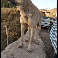 سگی سراب خوب