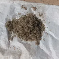 خوراک دام