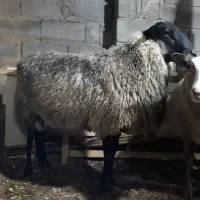 گوسفند رومانوف