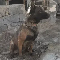 سگ مالینویز بلژیک امریکایی