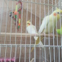 دو عدد عروس هلندی ماده