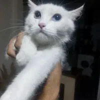 بریتیش ماده