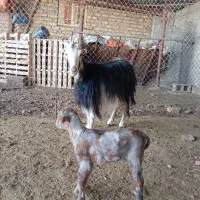 چپش کهره دار