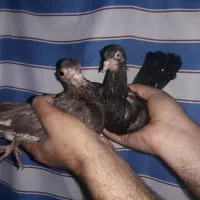 جفت بادمجونی