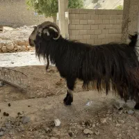 فروش بعده اصل روزگاری