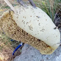 عسل محلی صددرصدطبیعی وخالص