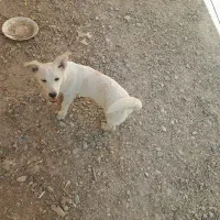 سگ پاکوتاه معاوضه با جوجه مرغ