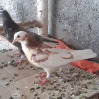کفتر جوجه پرشی ..کبوتر کهنه پرشی