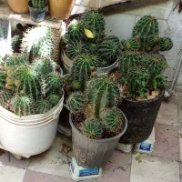 کاکتوس اچینو پاجوش دار گل سفید و میوه ای