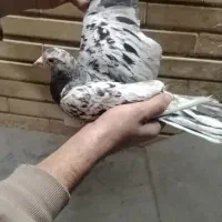 کبوتر