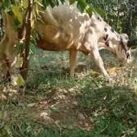 گاو شکم اول شیری درجه یک