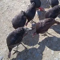 بوقلمون نر جوان دو دونه فروشی