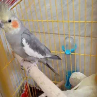 یک جفت عروس هلندی