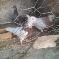 کبوتر