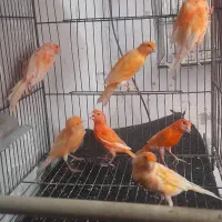 فروش تعدادی قناری رنگی اورجینال .و رسمی بلند