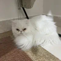 گربه|گربه|درگهان, |دیوار